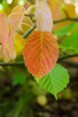 Davidia involucrata - davidie listenová - list podzim